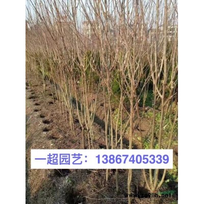六月雪 金边六月雪，六月雪小杯苗，六月雪小毛球