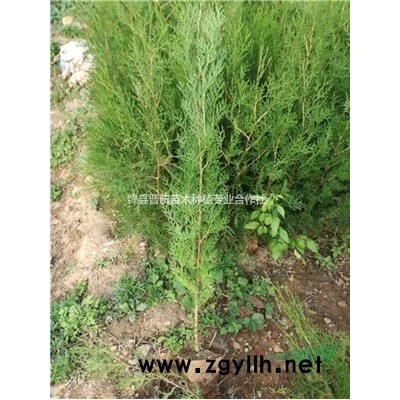 药用连翘苗-连翘苗基地出售药用连翘苗-连翘苗种植前景
