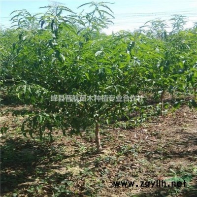 连翘苗-山西连翘苗-药用连翘苗-500万株1年连翘苗批发