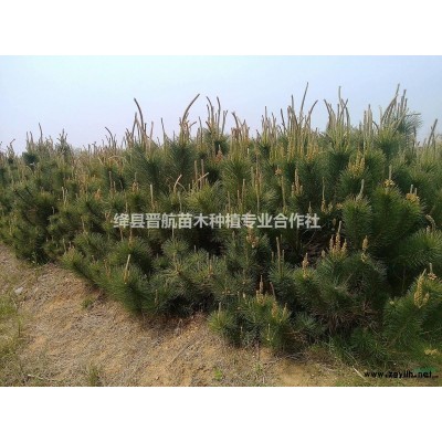 高产连翘苗//高产连翘苗//高产连翘苗价格//高产连翘苗