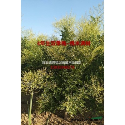 3米连翘树价格！！ 冠幅2米-2.5米 大量供应土球全冠连翘树