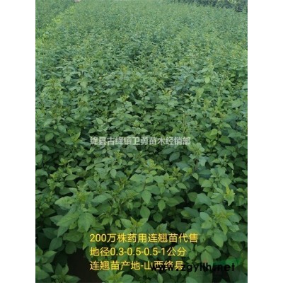 1年连翘苗多少钱==1年药用连翘苗价格==1年连翘苗培育基地