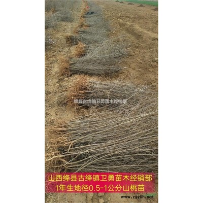 3年连翘苗！！三年生+3年药用连翘苗规格+价格+批发
