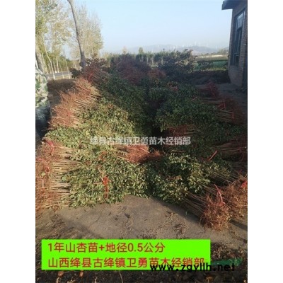 连翘苗产地货源充足 1年生+一年连翘苗价格质优价廉