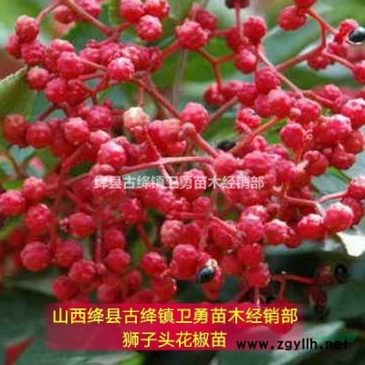 连翘种植经济效益好// 连翘苗适合山地+丘陵+平原地区种植