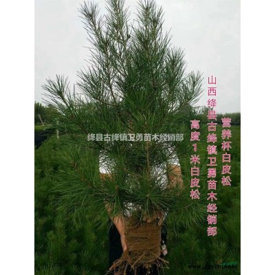 连翘苗采购基地 0.3-1公分连翘苗 30公分-1米连翘苗