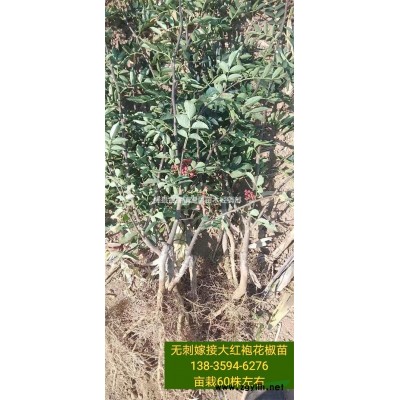 当年连翘苗规格 1年30/40/50公分连翘小苗价格