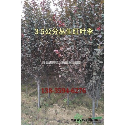 1年连翘苗种植厂家=1年药用连翘苗产地供应商