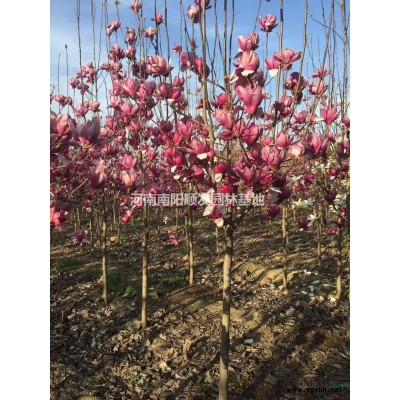 优质特价20公分  玉兰 河南玉兰之乡 产地直销