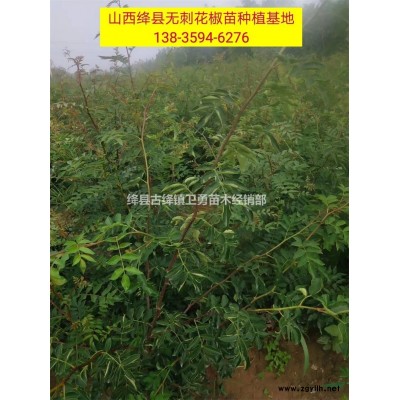 山西地区供应连翘苗//1年2年+药用结果连翘苗