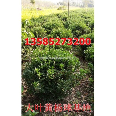 红瑞木价格 红瑞木苗产地 红瑞木苗图片 销售红瑞木
