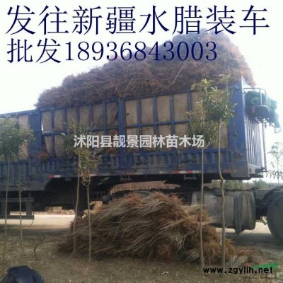 沭阳红瑞木产地 红瑞木毛球一株多少钱