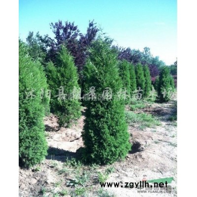 沭阳红瑞木苗产地 红端木图片 红梗木种植绿篱色块