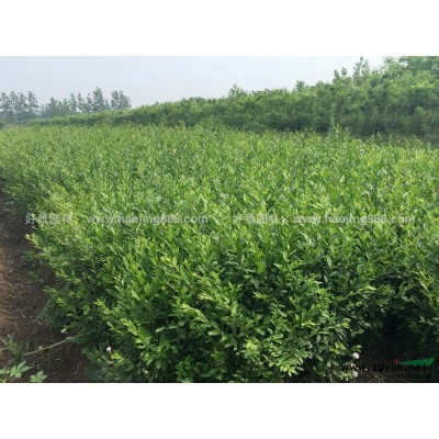 连翘价格_连翘图片_连翘产地_连翘绿化苗木苗圃基地