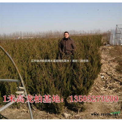供应优质连翘苗木 低价直销连翘价格 连翘花 江苏连翘树苗基地