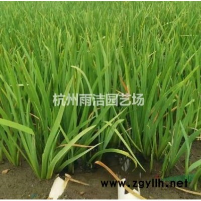 平枝栒子、红瑞木、红天竹、花石榴、果石榴