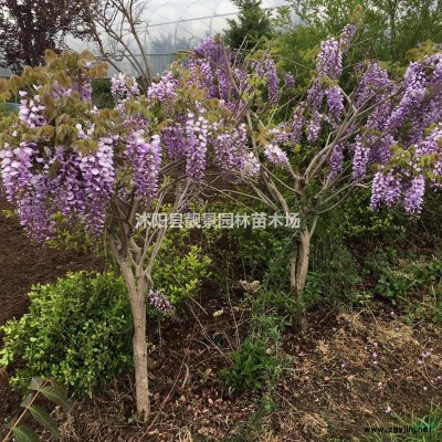 金边连翘价格 金边连翘种植方法及简介 苗圃直销金边连翘苗