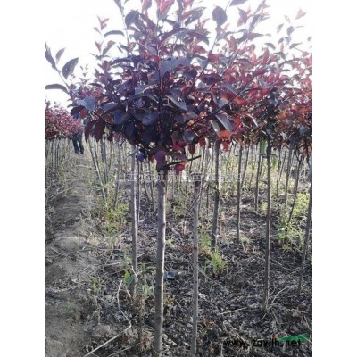 连翘苗价格·1-3年生连翘苗产地皮价格·山西连翘苗