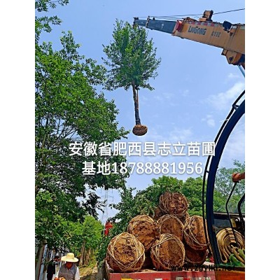 肥西专供丁香，丁香规格-3-8公分