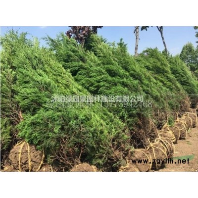 江苏苗圃地径2~12公分紫丁香价格介绍/紫丁香/丁香树价格