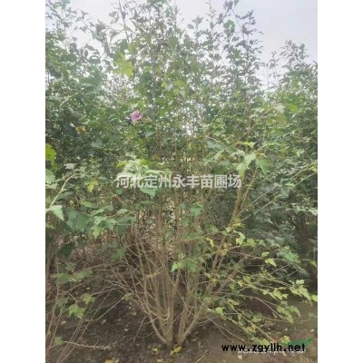 紫丁香、丛生紫丁香、 河北紫丁香 、定州紫丁香 大颗紫丁香 丁香球