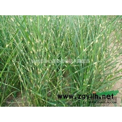 供应毛叶丁香、火棘、木槿、小叶女贞、铺地柏、黄杨