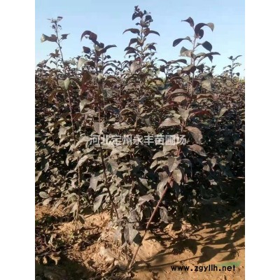 定州连翘，连翘报价，连翘种植基地