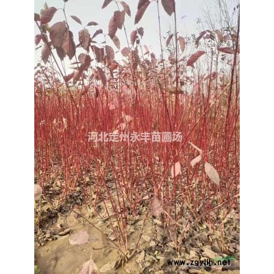 华北连翘价格，华北连翘种植基地，华北连翘批发量大优惠