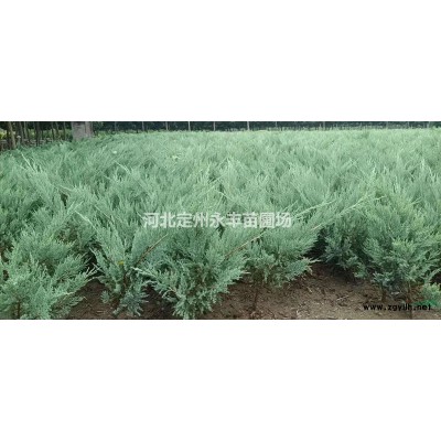 连翘，精品连翘，大墩连翘，大颗连翘，大从连翘，连翘球