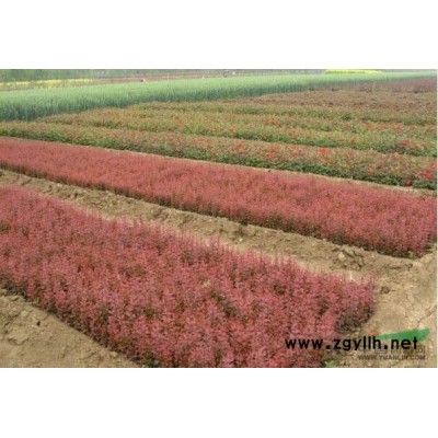 连翘花 连翘小苗 东北连翘苗 连翘花球 黄金条花 连翘苗基地