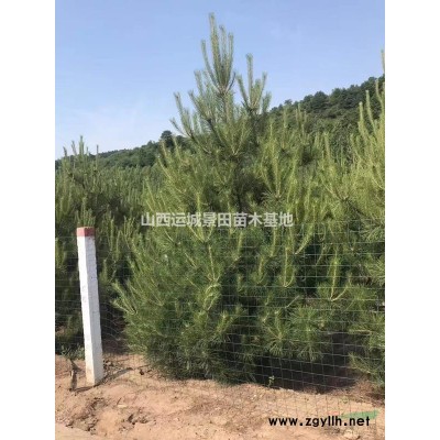 侧柏哪里有？哪里有卖侧柏的？基地高度5米侧柏价格多少钱