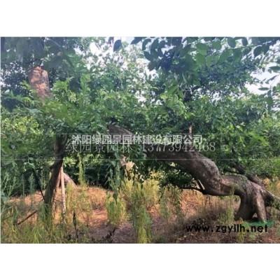 沭阳绿园景园林苗木基地/供应/茶梅/图片/产地直销/批发价格
