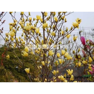 工程上用的连翘苗，择苗标准也是有要求的哦！