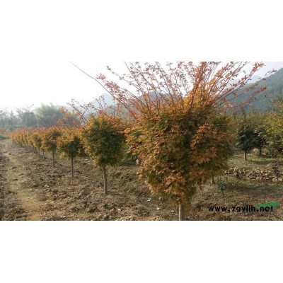 浙江地区供应茶梅球