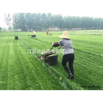 江苏花石榴 果石榴哪里好/哪家便宜