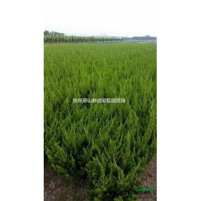 大量花石榴，2020年花石榴，萧山苗木，萧山苗木直销