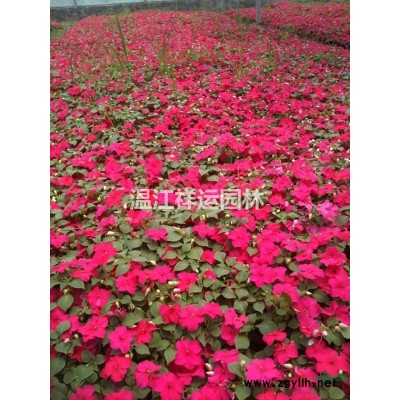 出售花叶假连翘