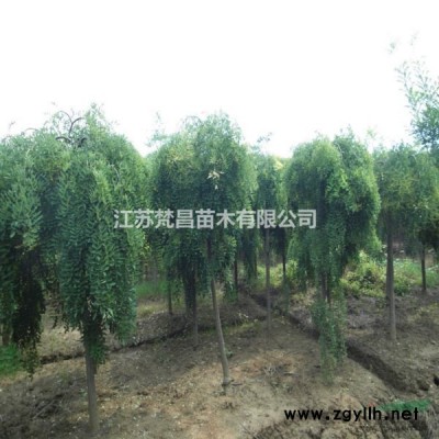 大小规格腊梅 江苏腊梅 腊梅价格基地