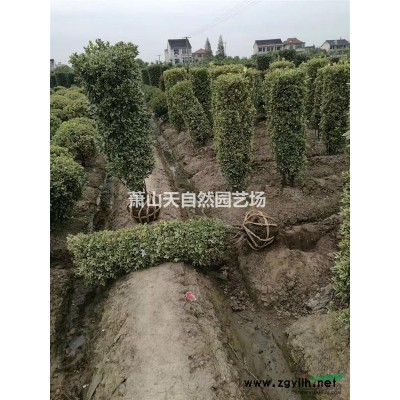 六月雪 H 30-40  萧山苗木