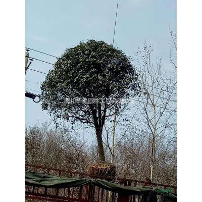 梅花价格，腊梅价格，红梅价格，绿梅价格榆叶梅价格，珍珠梅价格