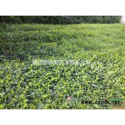 侧柏价格_侧柏图片_侧柏产地_侧柏绿化苗木苗圃基地