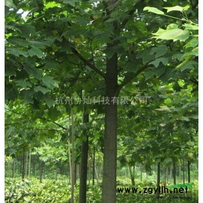 供应小丛生杨梅冠幅1.5/2/2.5米