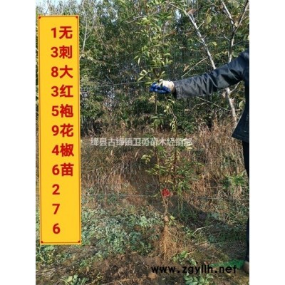 1年连翘苗供应基地 1年药用连翘苗==0.3公分连翘苗价格