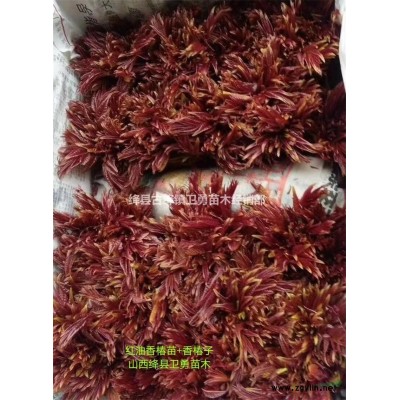 连翘苗批发价格 连翘苗种植规格 连翘苗产地在哪里