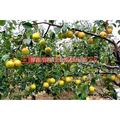 3年从生连翘苗++ 3年多头连翘苗++ 3年多分支连翘苗