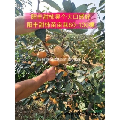 （1米连翘苗）//哪里有卖+今年价格+种植厂家
