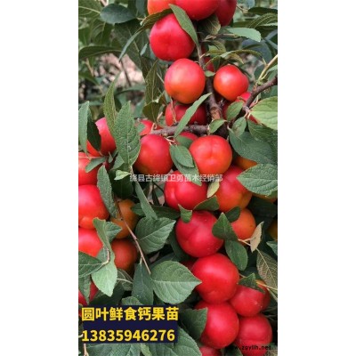 连翘苗种植+批发+采购基地 2020年连翘苗价格行情