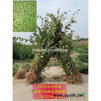 连翘苗产地+哪里有连翘苗出售+2年连翘苗价格？