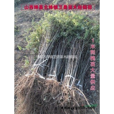 连翘苗批发//在哪里购买连翘苗+种植几年连翘苗结果早