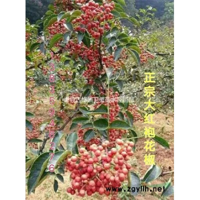丰产期连翘苗单株产量+连翘苗种植亩产多少斤青翘